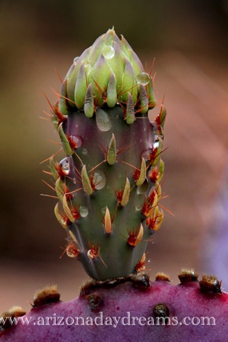 Purple Prickly Pear Bud
Verde River, Rio Verde, AZ. Purple Prickly Pear Bud
Verde River, Rio Verde, AZ.